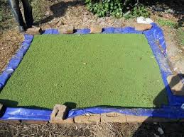 Pond for Azolla Farming